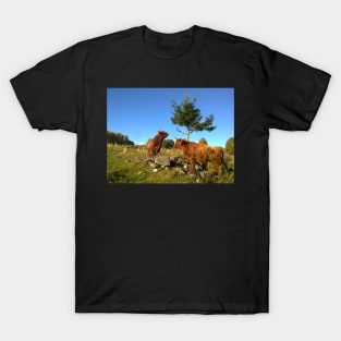 Scottish Highland Cattle Cows 1000 T-Shirt